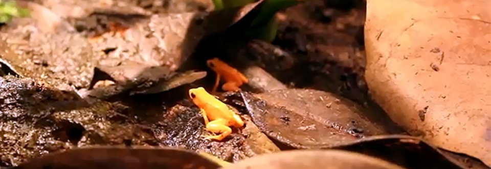 Golden Mantellas (Mantella aurantiaca) Calling and Breeding