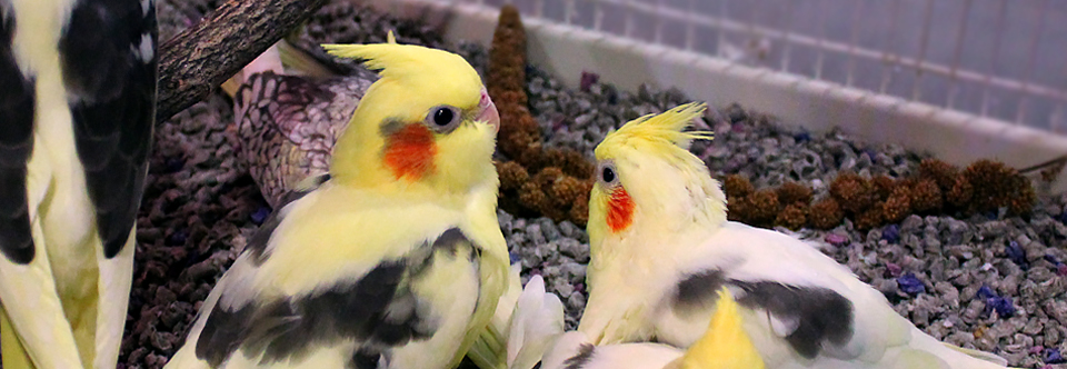 Baby Cockatiels at Fauna!