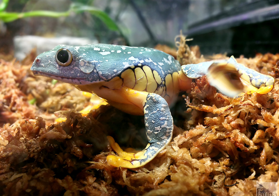 Fringed Leaf Frog (Cruziohyla craspedopus)