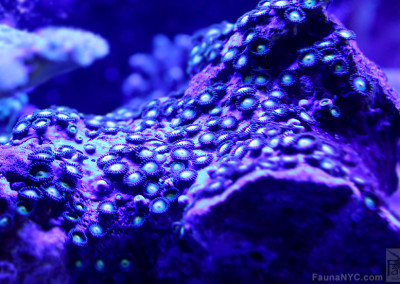 Zoanthids