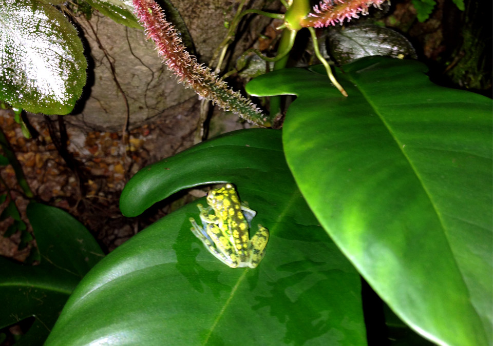 Glass Frog (Hyalinobatrachium fleischmanni)