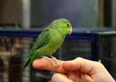 Parrotlet