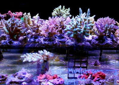 Maricultured SPS Corals