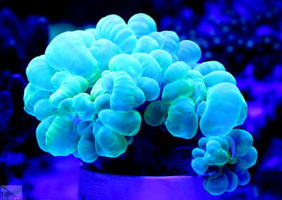 Bubble Coral