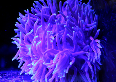 Torch Coral