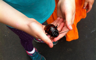 Fauna at P.S. 9’s Annual Spring Fair