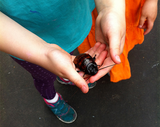 Fauna at P.S. 9’s Annual Spring Fair